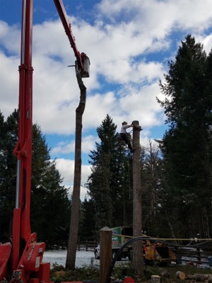 Gig Harbor Tree Removal Photos