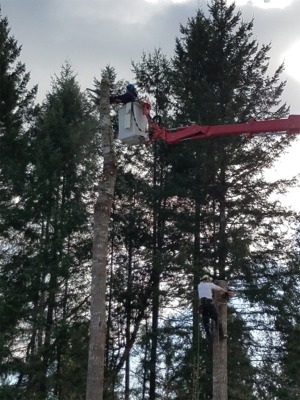 Gig Harbor Tree Removal Photos