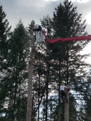 Gig Harbor Tree Removal Services