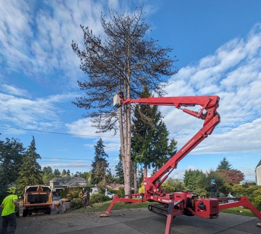 Gig Harbor Tree Removal Photos