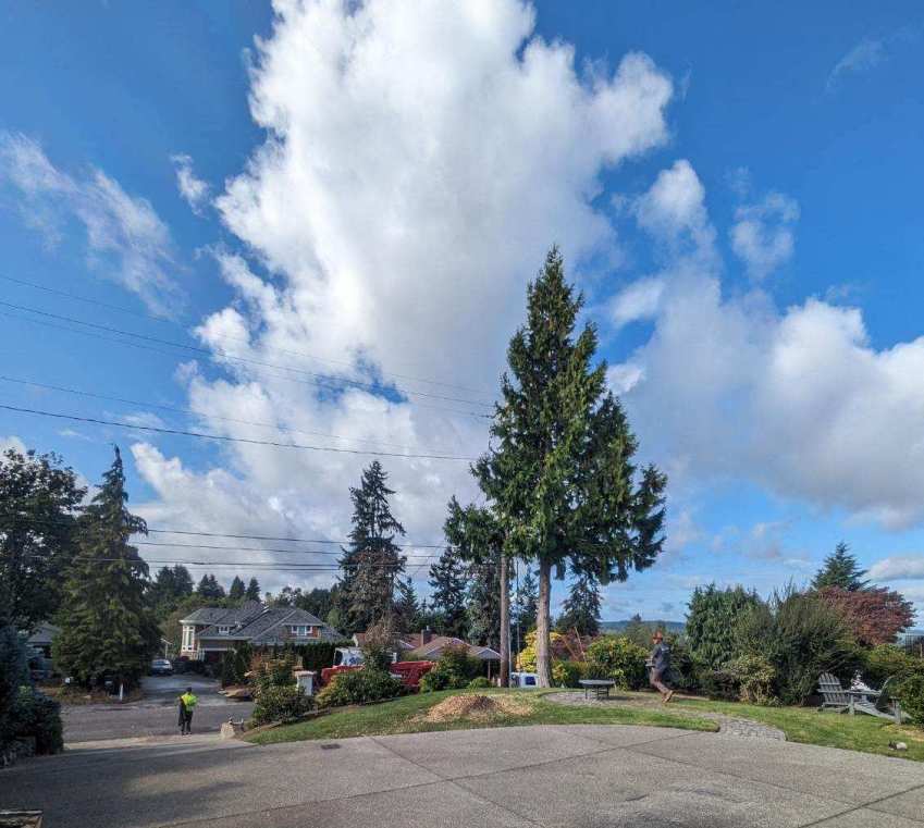 Gig Harbor Tree Removal Photos