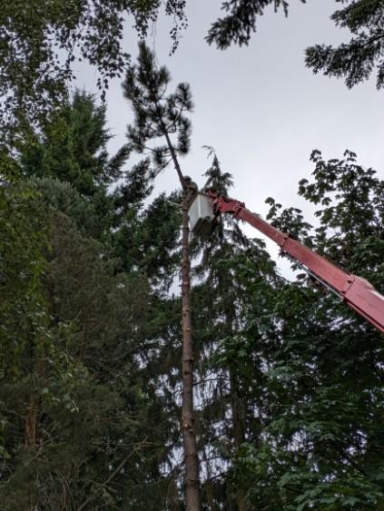 Gig Harbor Ponderosa Pine Tree Removal