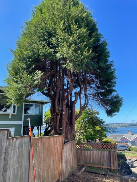 Gig Harbor Overgrown Ornamental Tree Removal