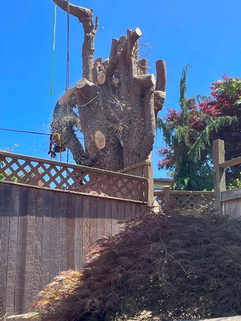 Gig Harbor Overgrown Ornamental Tree Removal