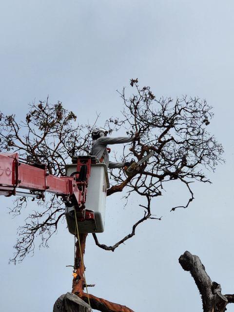 Difficult, High Level Madrona Tree Removal