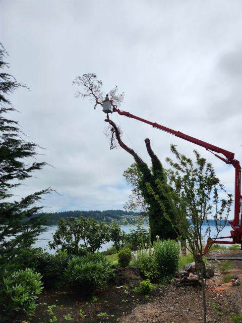 Difficult, High Level Madrona Tree Removal