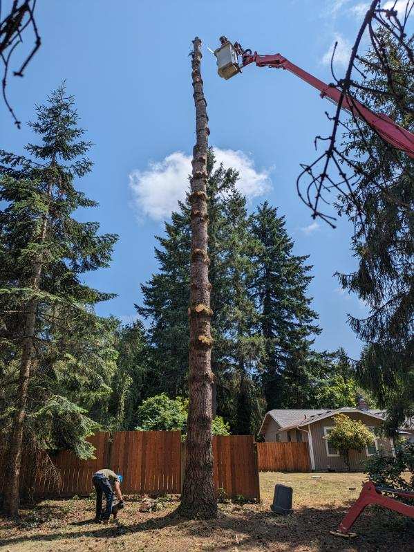 Gig Harbor Ponderosa Pine Tree Removal