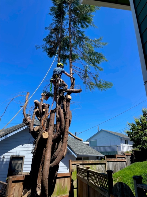 Gig Harbor Overgrown Ornamental Tree Removal